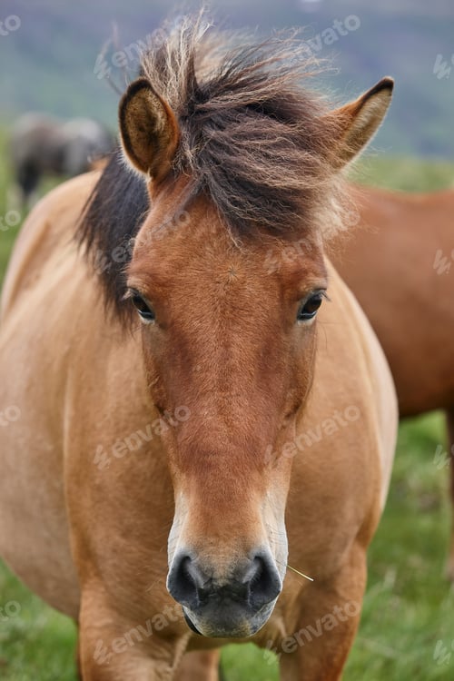 Preview: Icelandic wild horses grazing on the countryside. Icelandic breed animal