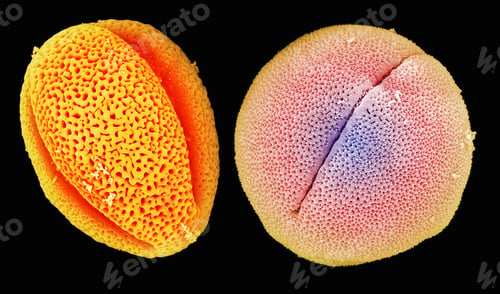 Preview: SEM of peony (left) and castor bean (right) pollen