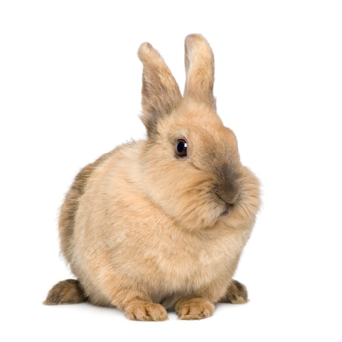 Preview: Rabbit (4 years)
