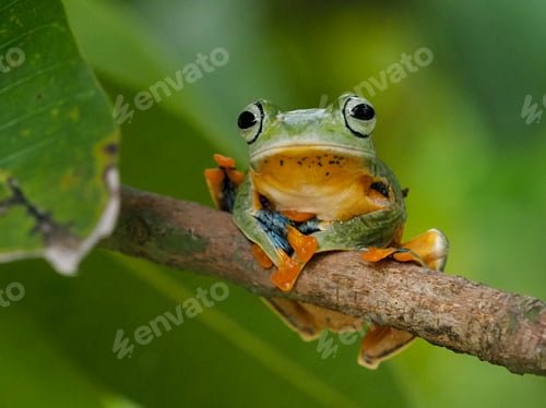 Preview: flying frog