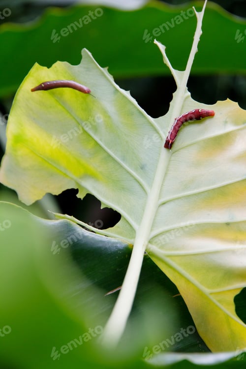 Preview: A Caterpillar Eating a Green Leaf