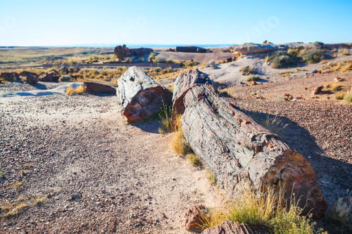 Preview: Petrified forest