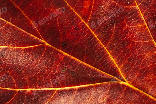 Preview: Texture of red autumn leaf macro