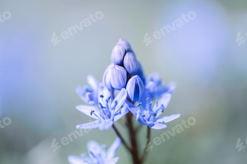 Preview: Macro shot of blue flower bud on spring meadow