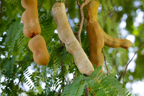 Preview: Tamarind fruits with green leaves