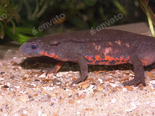 Preview: Closeup on a colorful male Japanese fire-bellied newt, Cynops pyrrhogaster