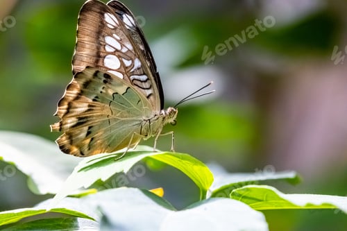 Preview: Vibrant Parthenos sylvia butterfly sits perched atop a lush green leaf