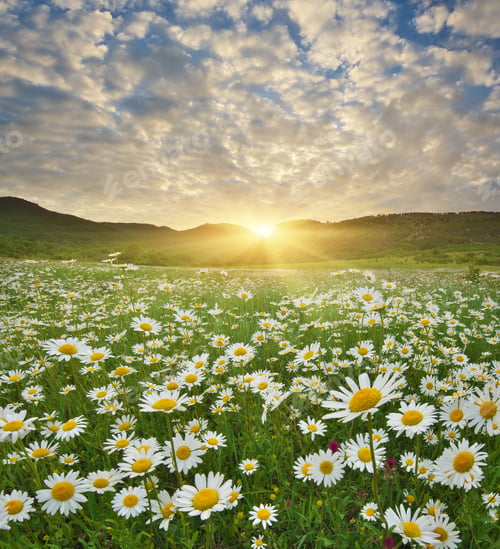 Preview: Spring camomile meadow in mountain on the sunset.