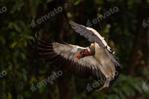 Preview: A King Vulture in Costa Rica