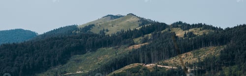 Preview: panoramic shot of green trees in mountain valley