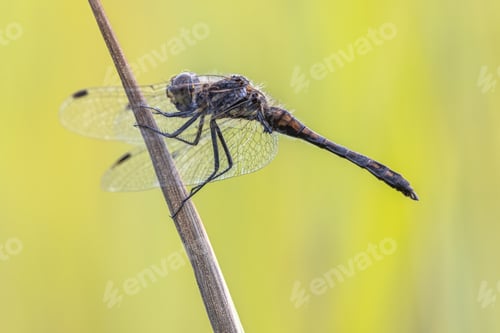 Preview: Black Darter Dragonfly basking in the Sun