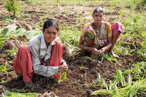 Preview: Indian farmer with family working in onion field, India.