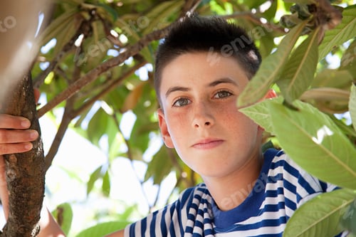 Preview: Boy climbing tree, portrait