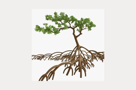 Tree with exposed root system