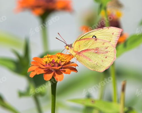 Preview: Southern Dogface Butterfly on an orange flower