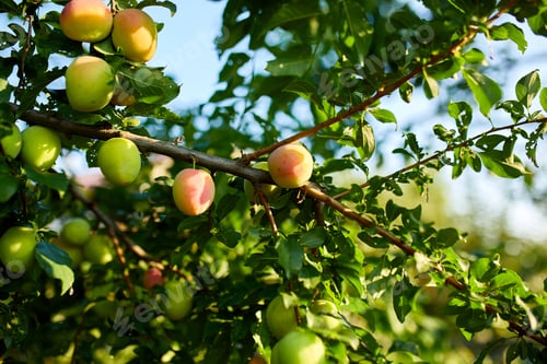 Preview: Branch with ripening organic plums in the garden in sunny day