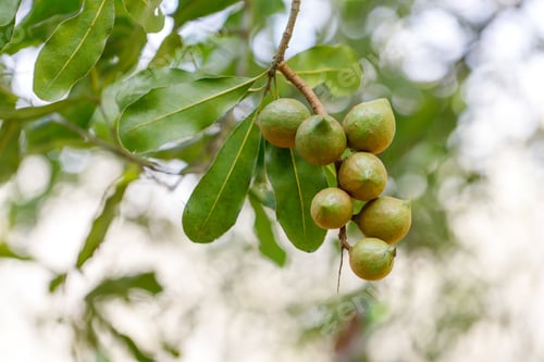 Preview: Macadamia nuts ready for harvesting