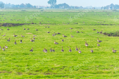 Preview: Lots of wild geese searching food on the meadow