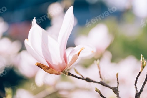 Preview: Pink magnolia branches in bloom. Tulip tree flower blossom in spring.