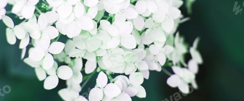 Preview: white hydrangea flower with copy space on a green leaves background in the garden
