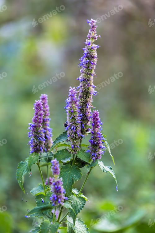 Preview: A bumblebee sits on a Korean mint Agastache rugosa flower in the garden
