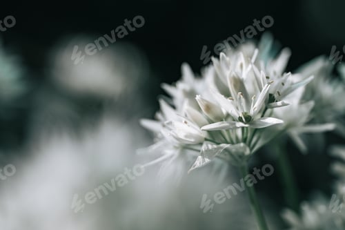 Preview: Ramson (wild leek) during flowering season, beautiful white flowers in nature, blurry background
