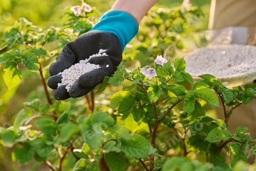 Preview: Close up of mineral fertilizers in hands, fertilizing flowering potato plant