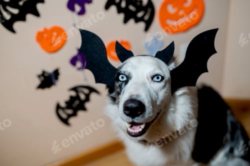 Preview: Border collie dog dressed as a bat
