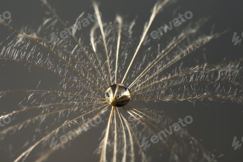 Preview: Dandelion seed with dew drop on grey background, close up