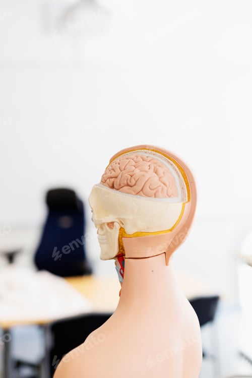 Preview: Anatomical model in classroom