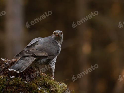 Preview: Male Goshawk perched on a tree stump in Scotland.