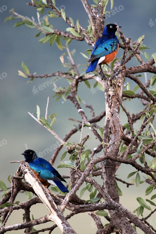 Preview: Splendid Starling - Maasai Mara Reserve - Kenya