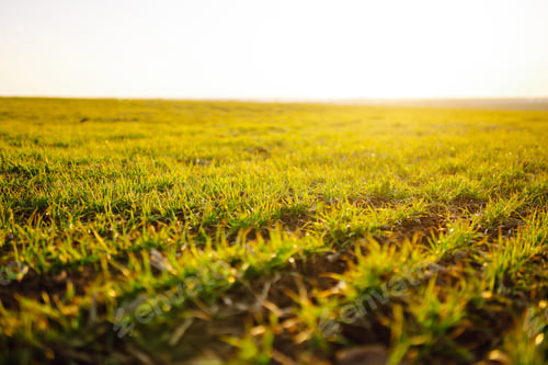 Preview: Young wheat sprouts at sunset. Organic green wheat in the field. Agro business.