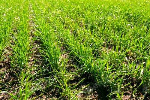 Preview: spring green field