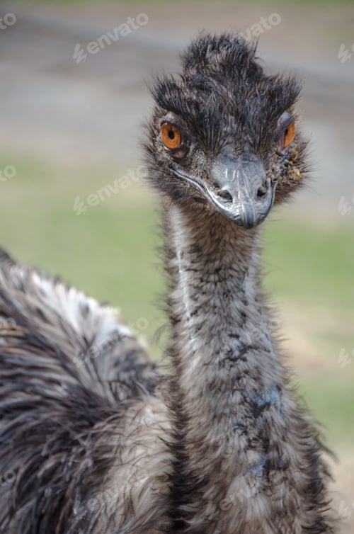 Preview: Close up of an Emu bird