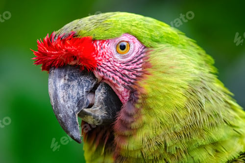 Preview: Military Macaw (Ara militaris). Beautiful portrait of a green macaw with a smiling face