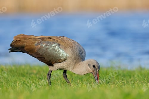Preview: Hadeda ibis foraging in natural habitat
