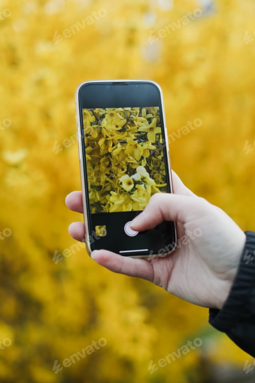 Preview: taking photo of yellow blossoming forsythia in the garden in spring