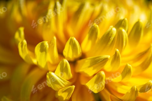 Preview: Yellow Chrysanthemum flowers in the garde4n