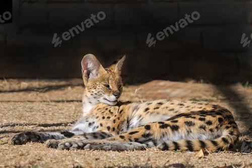 Preview: Serval