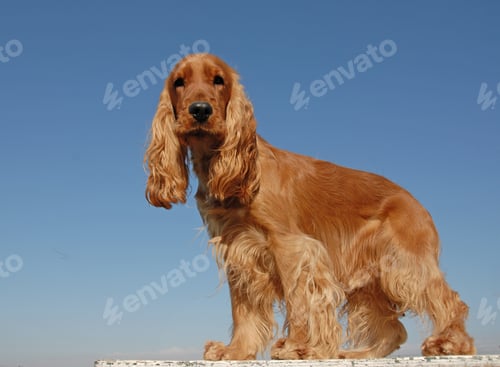 Preview: english cocker in nature