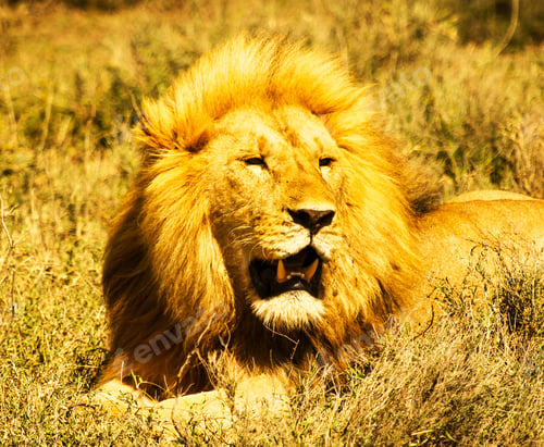 Preview: A Best wildlife vacations in Pictures