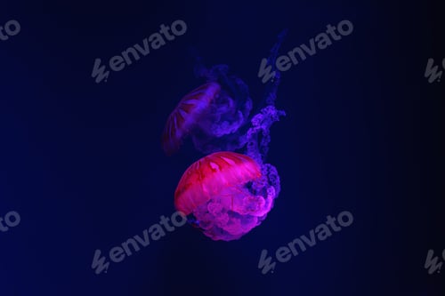 Preview: Two South american sea nettle, Chrysaora plocamia jellyfish swimming in blue water of aquarium