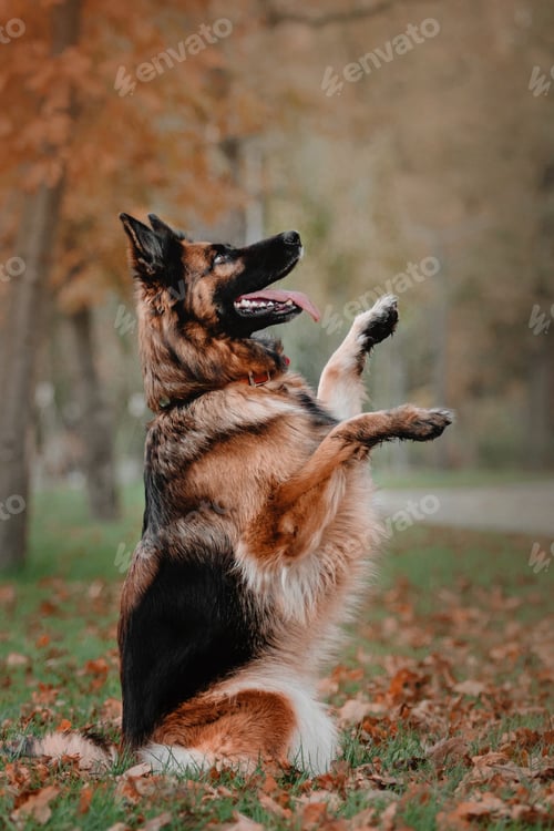 Preview: Adorable German Shepherd dog joyfully playing with colorful autumn leaves during a delightful park o