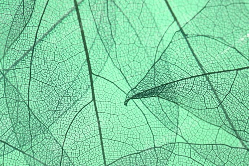 Preview: Beautiful skeleton leaves on light green background, macro view