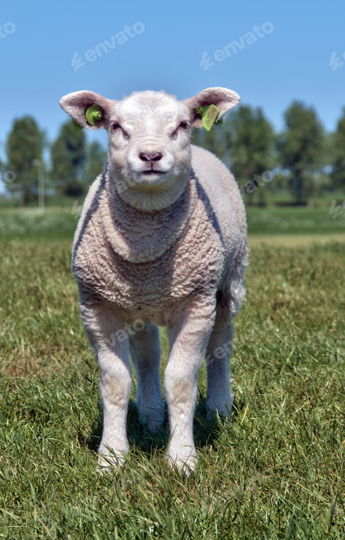 Preview: young lamb