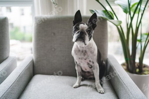 Preview: Cute Boston terrier dog sitting on accent chair in home, waiting patiently for a treat