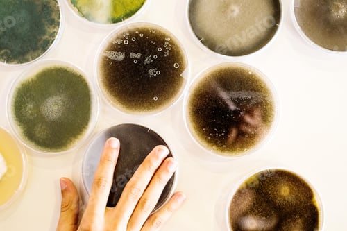 Preview: Culture of bacteria in petri dish