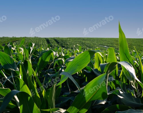 Preview: Green field of young maize stalks under blue sky in Ukraine