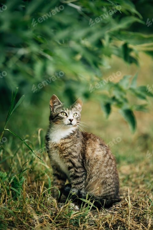Preview: Small Cute Gray Cat Kitten In Grass